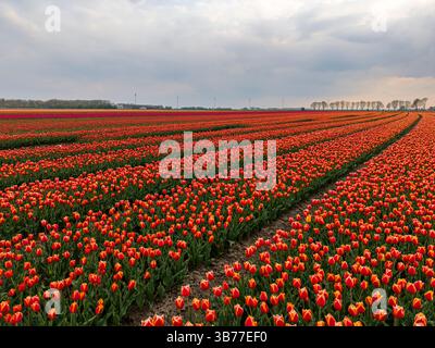 Une superbe photo aérienne à bas angle de champs de tulipes en pleine floraison, montrant des rangées méticuleusement disposées de fleurs vives sous un ciel nuageux texturé. Banque D'Images