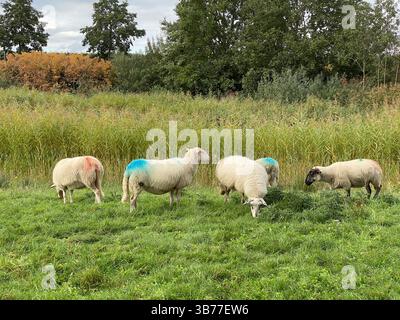 Un groupe de moutons qui paissent dans un pâturage vert luxuriant, avec des marques bleues et rouges sur leur laine, sous un ciel nuageux Banque D'Images