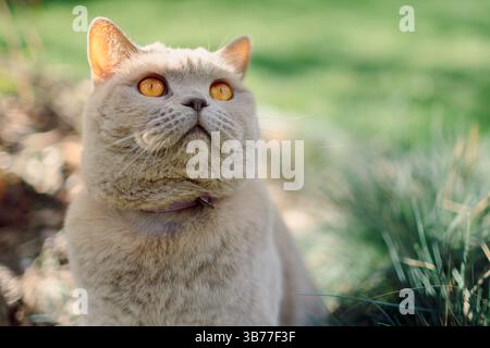 Chat droit écossais moelleux de près en plein air Banque D'Images
