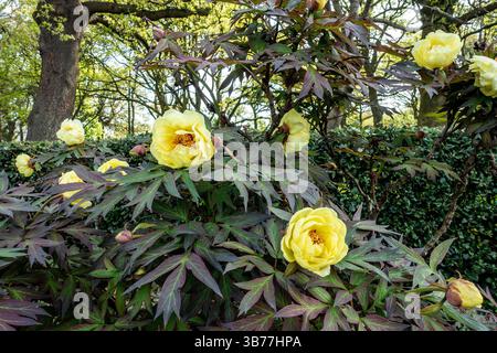 Pivoine d'arbre, la fleur jaune de (Paeonia suffruticosa) Banque D'Images