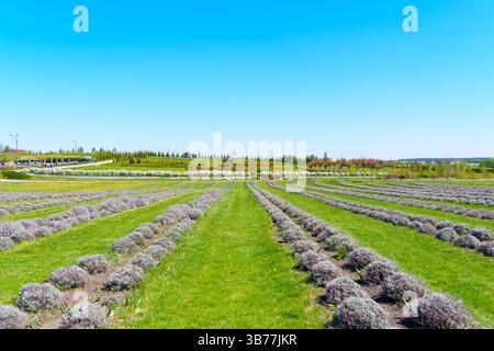 Vue grand angle des champs de lavande luxuriants avec des rangées soigneusement agencées, mettant en valeur des couleurs vives sous un ciel bleu vif pendant la saison printanière. Banque D'Images