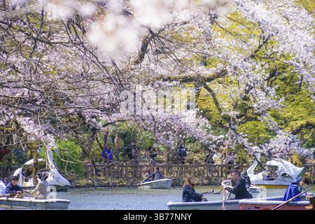 Pleine floraison de la cerisier et du bateau de canard (Parc Inokashira). Lieu de tournage : zone métropolitaine de Tokyo Banque D'Images
