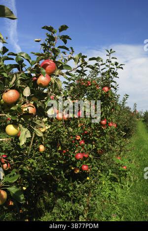 Riche récolte de pommes dans un verger Banque D'Images