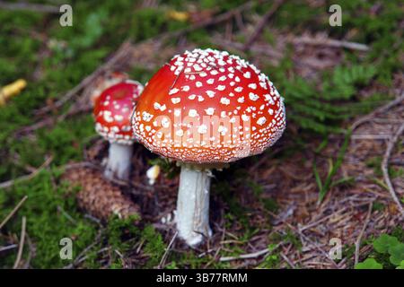 Toadstools dans la forêt d'automne Banque D'Images