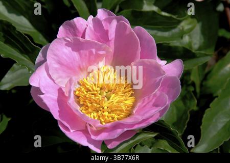 Véritable pivoine + pivoine paysanne (Paeonia officinalis), fleur nationale de Chine, Allemagne, Europe Banque D'Images