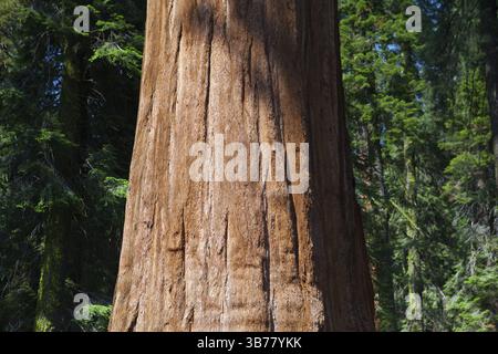 Redwood Séquoia géant dans le parc national de Sequoia, la Sierra Nevada, en Californie Banque D'Images