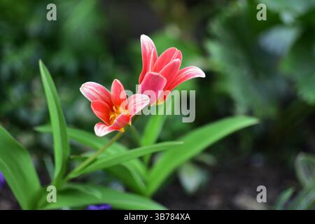 Fleur de printemps rouge petites fleurs de tulipes poussant de près. Deux petites fleurs roses poussant dehors. Banque D'Images