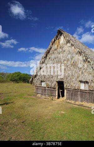 Grange typique sur les plantations de tabac.grange utilisée pour le traitement du tabac. Vallée de Vinales, Pinar del Rio, Cuba, Amérique centrale Banque D'Images