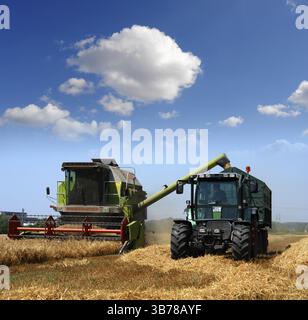 Alimentation de champ Agriculture énergie récolte biologique alimentation huile alimentaire blé grain avoine été ciel Banque D'Images