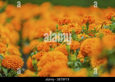 Marigold africain (Senjugiku). Lieu de tournage : Hokkaido Banque D'Images