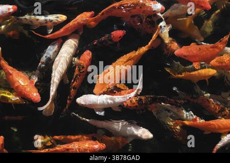 Beaucoup de carpes Koi colorées dans un étang sombre Banque D'Images