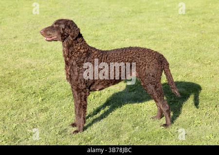 Curly Coated Retriever typique sur une pelouse verte Banque D'Images