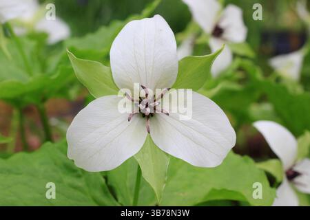 Trillium simile, ou Jeweled Wake-robin, centre violet, trois pétales blancs dans un jardin boisé ombragé. ROYAUME-UNI Banque D'Images