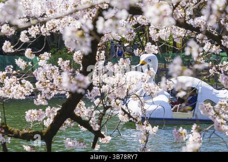 Pleine floraison de la cerisier et du bateau de canard (Parc Inokashira). Lieu de tournage : zone métropolitaine de Tokyo Banque D'Images