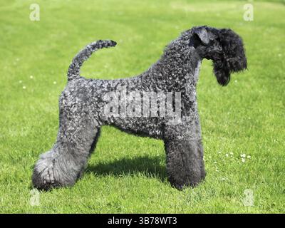 Le Kerry Blue Terrier au printemps l'herbe verte Banque D'Images
