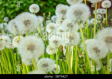 Une prairie de fleurs de pissenlit. Lot de pissenlits moelleux blancs, fond flou vert naturel, mise au point sélective. Banque D'Images