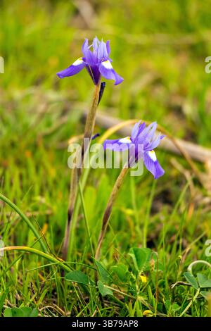 Vue rapprochée de la belle fleur de Moraea sisyrinchium (syn. Gynandriris sisyrinchium). Banque D'Images