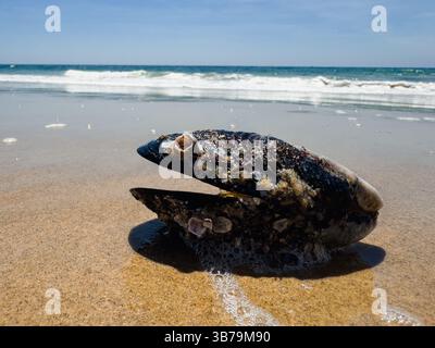 Vue rapprochée à angle bas d'un mussle drôle d'apparence échoué sur la plage Banque D'Images