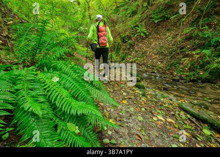 Homme randonnée sur le Rheinsteig promenades à travers la forêt, Rheinsteig, patrimoine mondial de l'UNESCO Haut Rhin moyen vallée, Haut Rhin moyen Lane culturel Banque D'Images