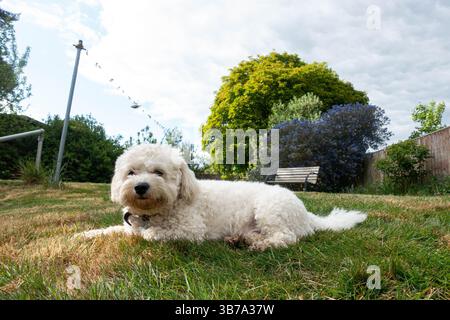 Un chien cavapoo blanc mignon, allongé à l'extérieur sur la pelouse dans un jardin résidentiel arrière Banque D'Images
