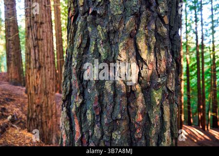 Forêt de séquoias de Monte Cabezón, Monument naturel des séquoias de Monte Cabezón, Cabezon de la Sal, Cantabrie, Espagne Banque D'Images