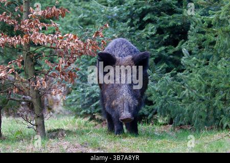 Sanglier, sus scrofa, truie adulte, printemps, Schleswig-Holstein, Allemagne Banque D'Images