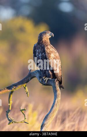 Aigle à queue blanche, Haliaeetus albicilla, jeune oiseau en hiver, Smaland, Suède Banque D'Images
