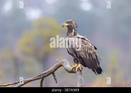 Aigle à queue blanche, Haliaeetus albicilla, jeune oiseau en hiver, Smaland, Suède Banque D'Images