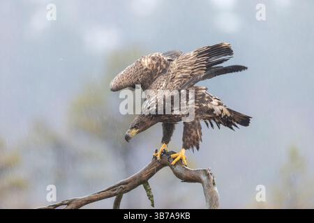Aigle à queue blanche, Haliaeetus albicilla, jeune oiseau en hiver, Smaland, Suède Banque D'Images