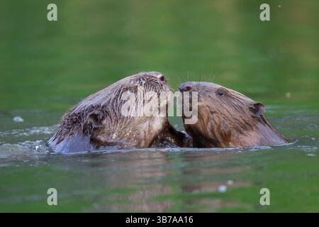 Castor européen, fibre de ricin, castors combattant dans l'eau, vallée de l'Elbe, basse-Saxe, Allemagne Banque D'Images