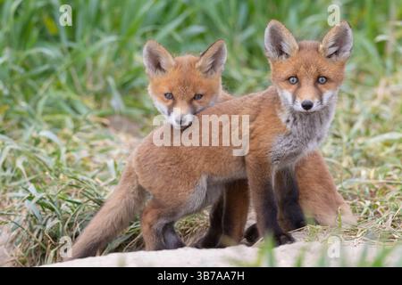 Renard roux, Vulpes vulpes, chiots à la tanière, printemps, Schleswig-Holstein, Allemagne Banque D'Images
