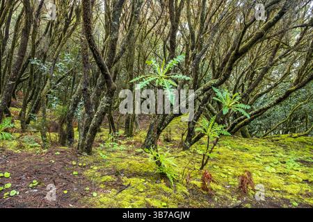 Végétation endémique du Parc National de Garajonay, la Gomera, Îles Canaries, Europe. Banque D'Images