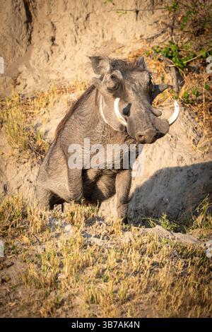 Phacochère commun (Phacochoerus africanus) au Botswana, l'Afrique Banque D'Images