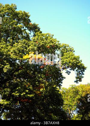 Premiers signes de l'automne à Central Park, New York avec les feuilles d'arbres qui commencent à changer de couleur Banque D'Images