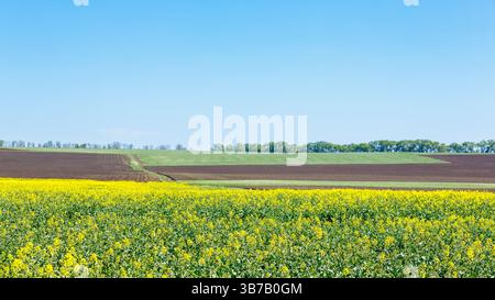 Le champ de colza jaune vif en fleurs contraste avec les terres agricoles brunes fraîchement labourées sous un ciel bleu clair de printemps. Banque D'Images