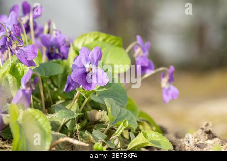 Fleurs violettes (Viola odorata). Copyspace. Banque D'Images
