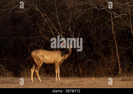 Un cerf sambar mâle éclairé par la lumière dorée du soleil se tient dans une prairie sèche sur un fond sombre et sombre de dhonks au parc national de Ranthambhore, Banque D'Images