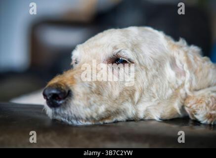 Portrait d'un chien Labradoodle beige mignon et lisse, allongé sur le sol et sifflant Banque D'Images