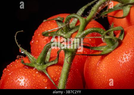 Un gros plan de tomates recouvertes de rosée, poussant sur une vigne Banque D'Images