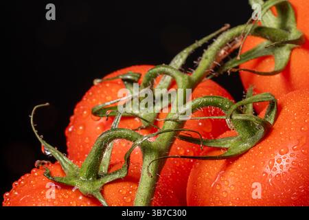 Un gros plan de tomates recouvertes de rosée, poussant sur une vigne Banque D'Images