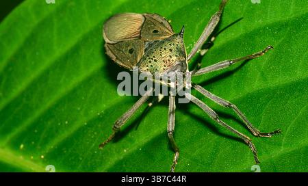 Bug Shield, Chust Bug, Hemiptera, forêt tropicale, bassin de la rivière Napo, Amazonie, Équateur, Amérique Banque D'Images