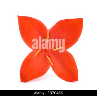 Bouquet de fleurs de géranium de la jungle isolé sur blanc Banque D'Images