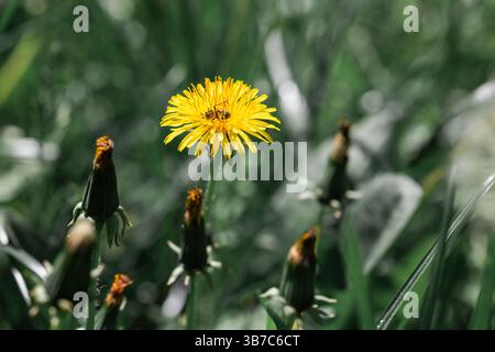 Fleur de pissenlit avec insecte au milieu. Image de fond d'écran. Banque D'Images