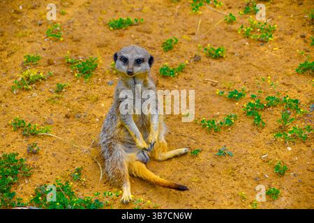 Gros plan sur la suricate au zoo Banque D'Images