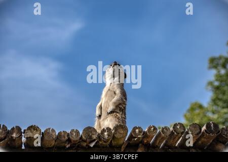 Gros plan sur la suricate au zoo Banque D'Images