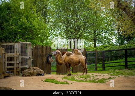 Chameau bactrien au zoo Banque D'Images