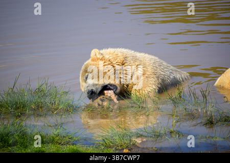 Ours polaire mangeant de la viande dans l'eau Banque D'Images