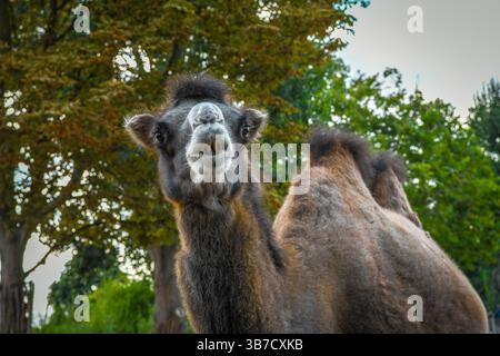 Chameau bactrien au zoo Banque D'Images