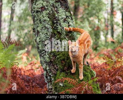 Chat de gingembre dans les bois d'automne Banque D'Images
