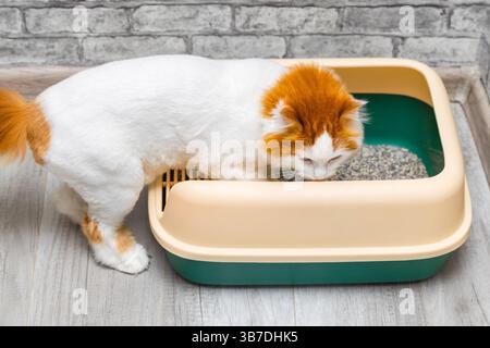 chat domestique grimpa dans la boîte à litière pour chat. chat dans la litière. bac à litière pour chat à face haute. Banque D'Images